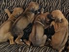 Rhodesian Ridgebacks Puppies