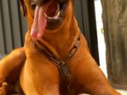 Rhodesian Ridgeback Dog