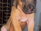 Rhodesian Ridgebacks Puppies