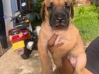 Rhodesian Ridgeback