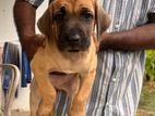 Rhodesian Ridgebacks Puppies