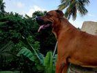 Rhodesian Ridgeback