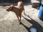 Rhodesian Ridgeback Dog