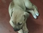 Rhodesian Ridgeback Puppies