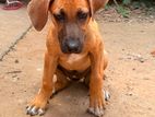 Rhodesian Ridgeback Puppy