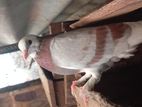 riceer pigeon