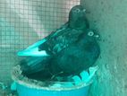 Pigeons
