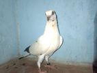 Ricer Pigeon Chick