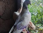 Pigeon