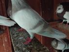 Pigeons