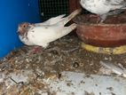 Pigeons