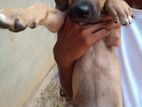 Ridgeback Dog