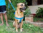 Ridgeback Dog