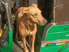 Ridgeback