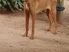 Ridgeback Female