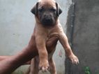 Ridgeback Puppy