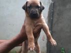 Ridgeback Dog