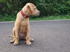 Ridgeback Dog