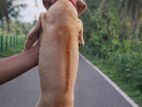Ridgeback Puppy