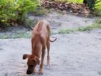 Richback Dog for Kind Home