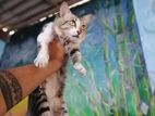 Persian Cat for Crossing