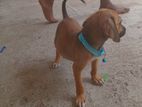 Ridgeback Mixed Puppy for Kind Home