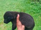 Ridgeback Puppy