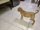 Ridgeback Cross Puppies