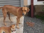 Ridgeback Cross Puppies for Kind Home
