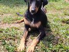 Ridgeback Cross Puppy for Kind Home