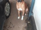 Ridgeback Dog for Crossing