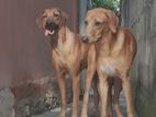 Ridgeback Dogs for Crossing