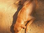 Ridgeback female