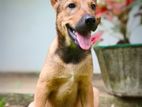 Ridgeback Female Puppy
