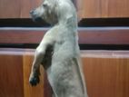 Ridgeback Puppies