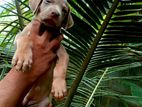 Ridgeback Ne