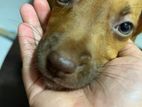 Ridgeback Puppies