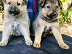 Ridgeback German Shepherd Crossed Puppy | Dog