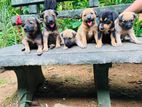 Ridgeback German Shepherd Crossed Puppy | Dog