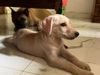 Ridgeback Labrodour Crossing Dog