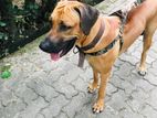 Ridgeback Male Dog for Crossing
