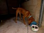 Ridgeback Male Dog