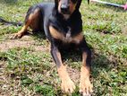 Ridgeback Male Puppy for Kind Home
