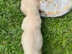 Ridgeback Puppies