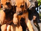 Ridgeback Puppies