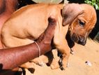 Ridgeback Puppies