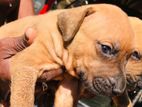 Ridgeback puppies