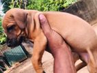 Ridgeback puppies