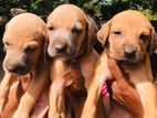 Ridgeback puppies