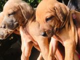 Ridgeback Puppies